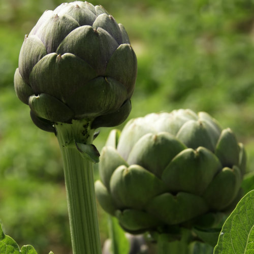 Artichoke Green Globe